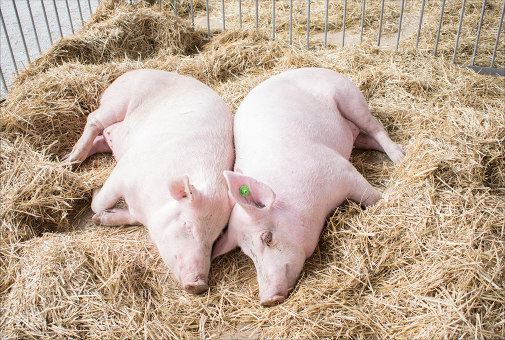 養(yǎng)殖場可采用清潔生產工藝，排放的糞便水人工清除至壓濾機固液分離后進入發(fā)酵池，發(fā)酵后作有機肥。沖洗廢水經過機械格柵、初沉池初步固液分離，分離出的糞渣并入發(fā)酵倉，經分離后的污水進入調節(jié)池進行調節(jié)水質水量，使沼氣發(fā)酵單元穩(wěn)定運作。沼氣發(fā)酵池的沼液儲存于沼液存儲池中，進行沼液再利用。